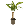 Dracaena fragrans Massangeana (Drachenbaum) – Ø 17 cm, 60–80 cm hoch