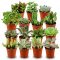 15× Vetplanten – Ø6 cm, 5–10 cm hoog