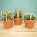 3× Cactus mix (Cactaceae) in terracotta pot – Ø11 cm, 23 cm hoog
