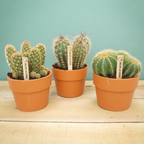 3× Cactus mix (Cactaceae) in terracotta pot – Ø11 cm, 23 cm hoog