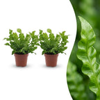 2× Asplenium Crispy Wave (fougère nid d’oiseau) – Ø12 cm, 30 cm de haut