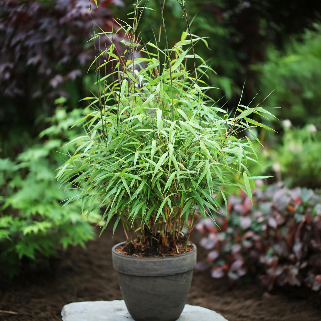 Fargesia 'Asian Wonder' (nicht ausladender Bambus) – 4 Pflanzen, Ø 14 cm, 35 cm hoch – Bild 5