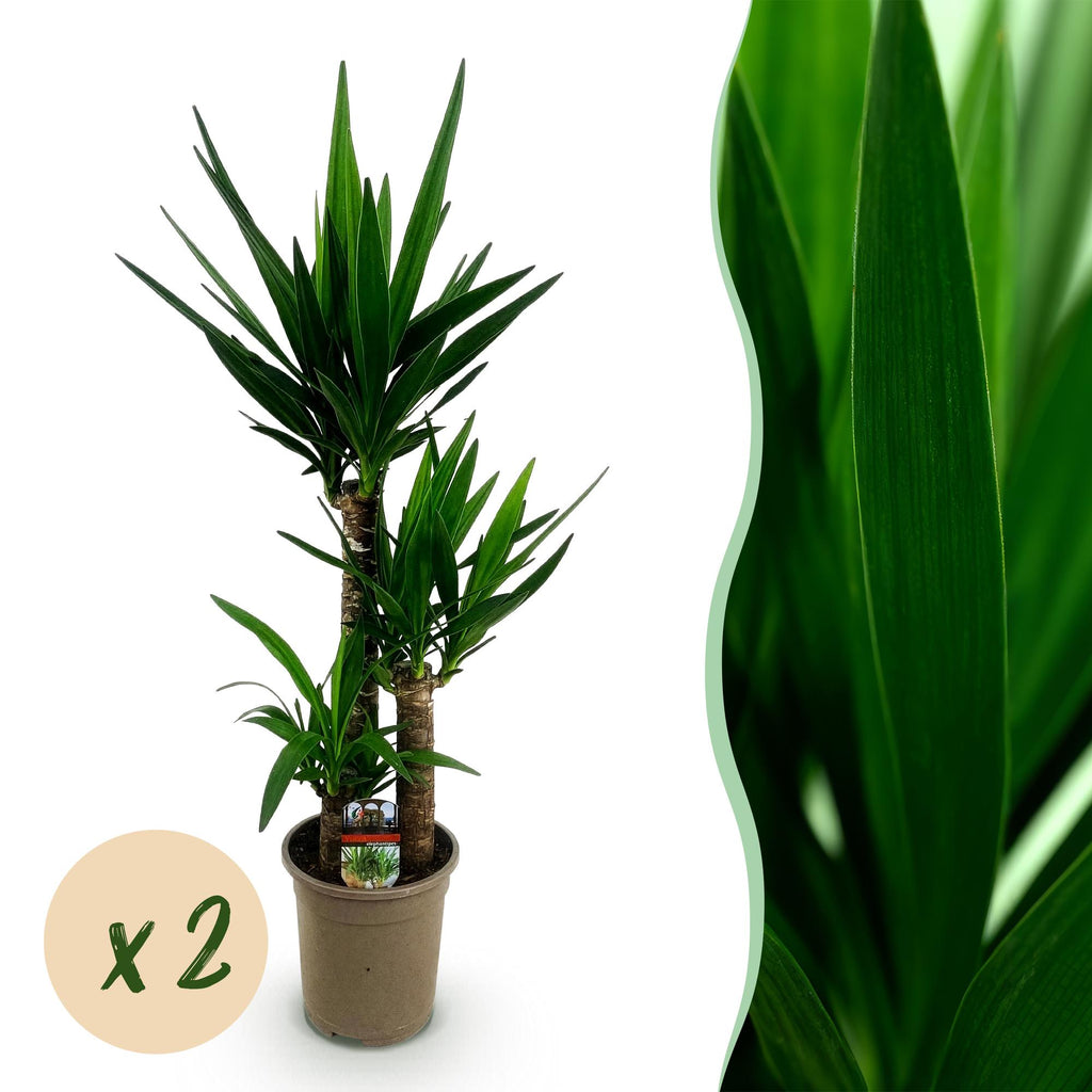 Yucca elephantipes – Ø21 cm, 100 cm hoog