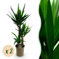 Yucca elephantipes – Ø21 cm, 100 cm hoog