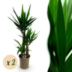 Yucca elephantipes – Ø21 cm, 100 cm hoog