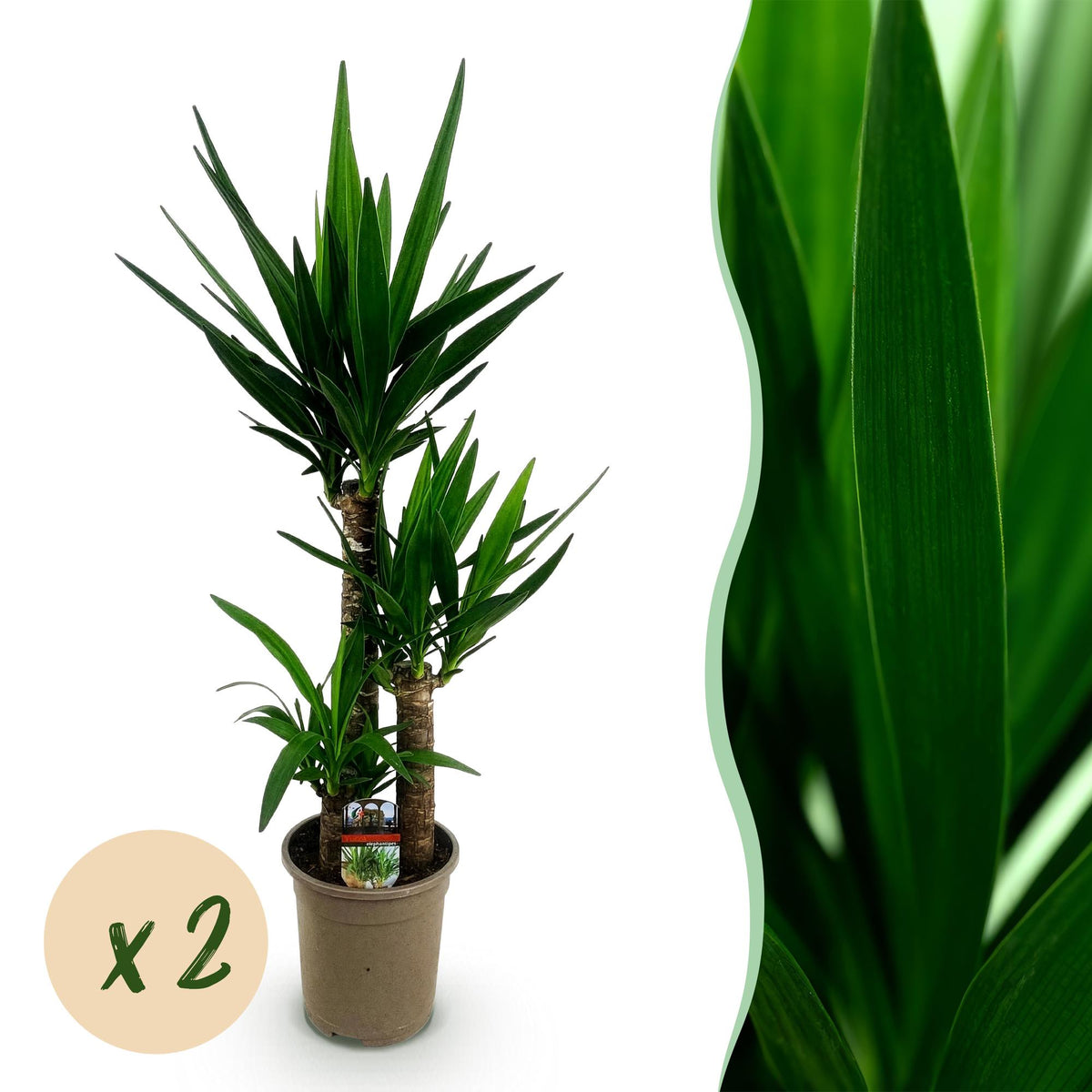 Yucca elephantipes – Ø21 cm, 100 cm hoog