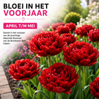 Tulipe 'Bombastic Red' – 20 bulbes (calibre 11/12)