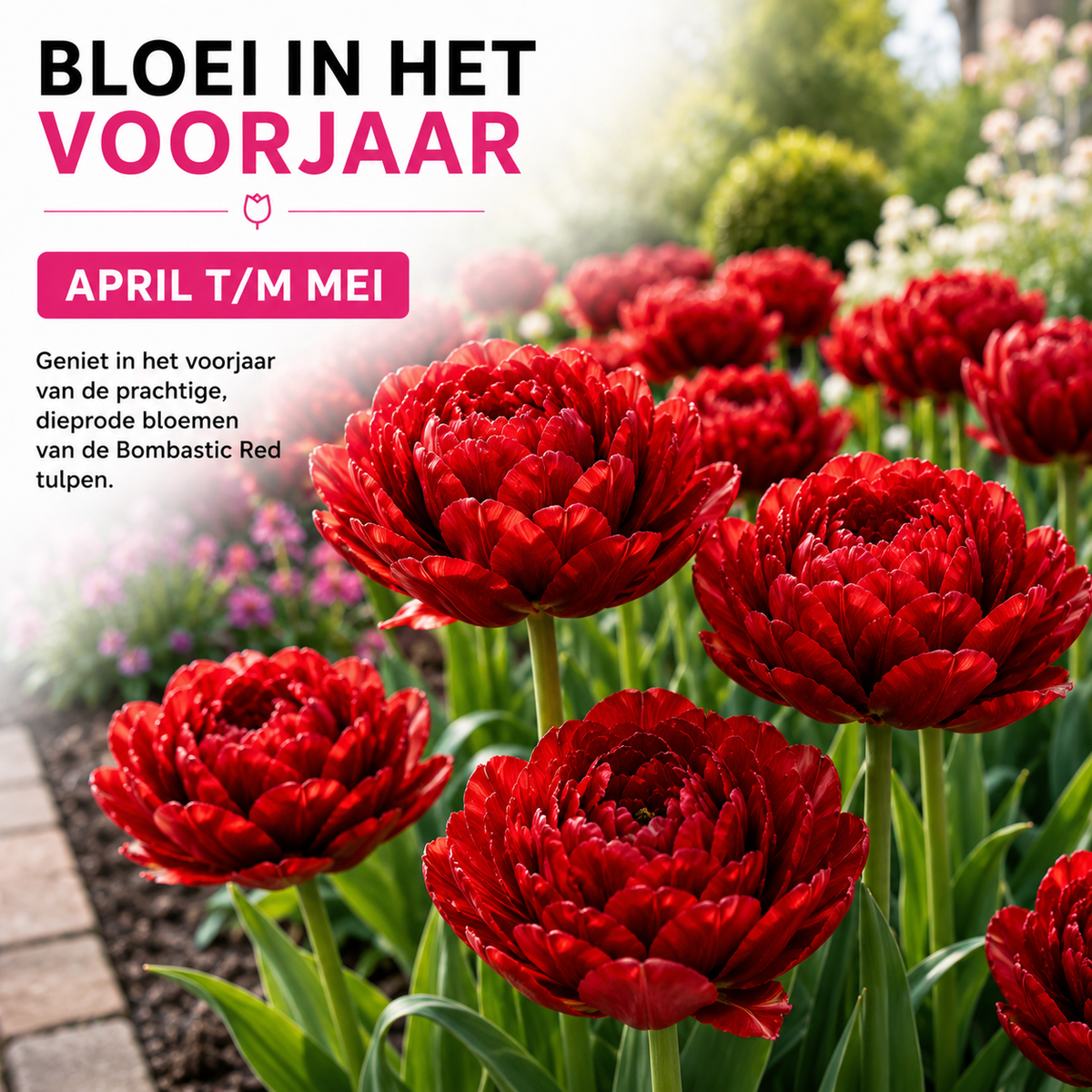 Tulipe 'Bombastic Red' – 20 bulbes (calibre 11/12)