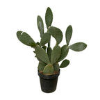 Cactus Opuntia (schijfcactus) – Ø38 cm, 120 cm hoog