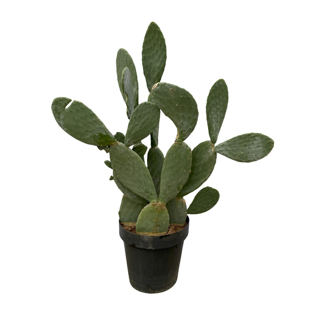 Cactus Opuntia (schijfcactus) – Ø38 cm, 120 cm hoog