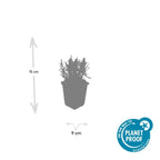 Lavandula angustifolia 'Munstead' (lavendel) – 60 planten, Ø9 cm, 10–25 cm hoog
