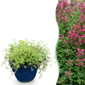 Thymus praecox 'Red Carpet' (krads) – rosa-rød – 12 planter, Ø11 cm, 15–25 cm høj