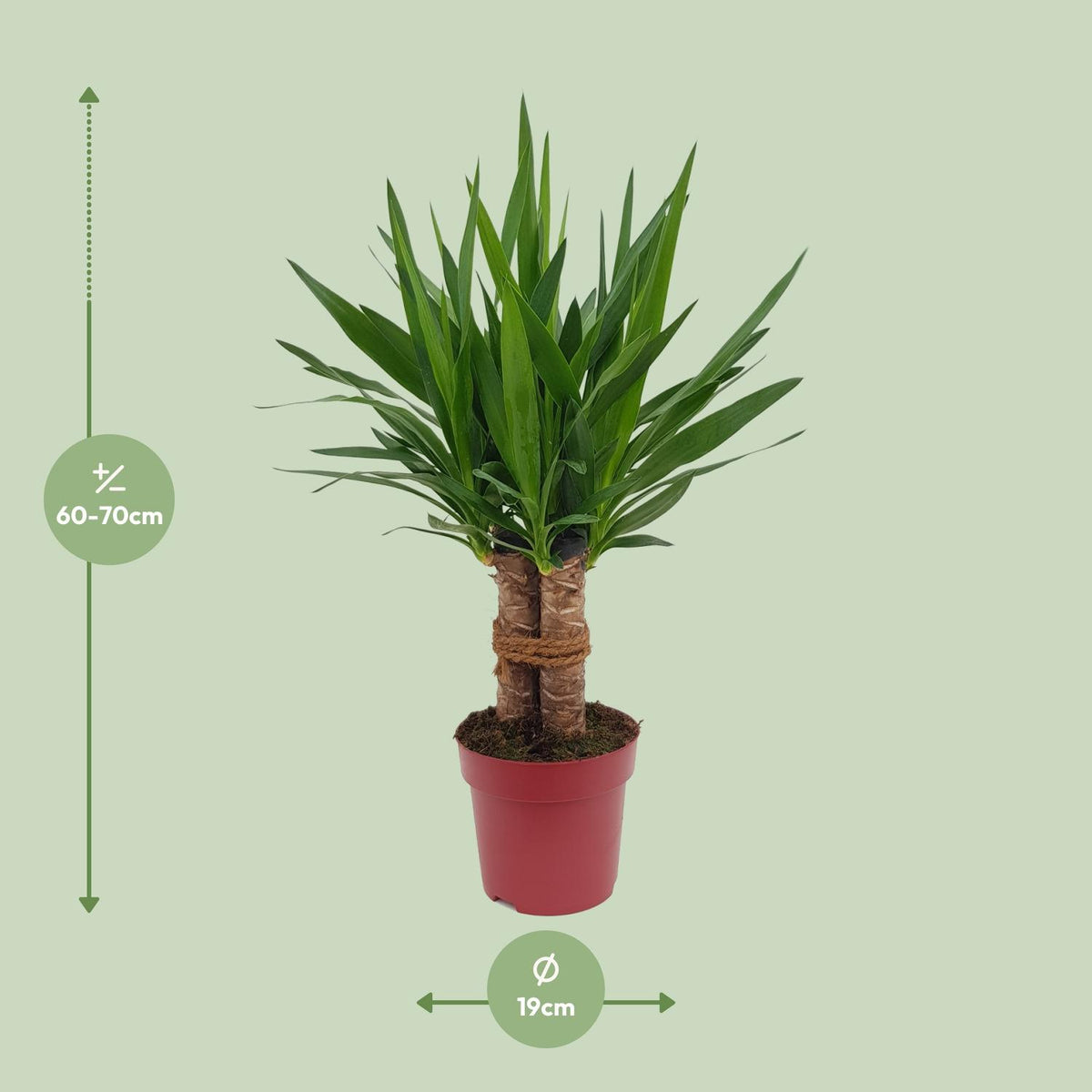 Yucca "Tres Cañas" 30 stam – Ø19 cm, 70 cm hög
