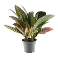 Codiaeum variegatum 'Petra' (croton) – Ø12 cm, 30 cm hoog