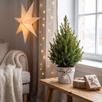 Picea glauca Conica (petit sapin de Noël) en pot en zinc – Ø17 cm, 65 cm de haut