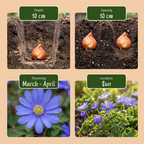 Lot de bulbes Jardin bleu – 125 bulbes (calibre 10/12)