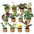 12× Coffret surprise de plantes d’intérieur incl. Linnea Honey – Ø6 cm, 5–15 cm de haut