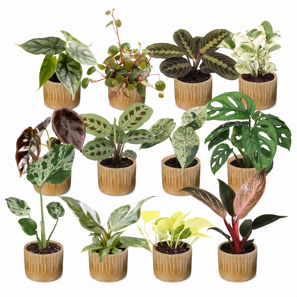 12× Coffret surprise de plantes d’intérieur incl. Linnea Honey – Ø6 cm, 5–15 cm de haut