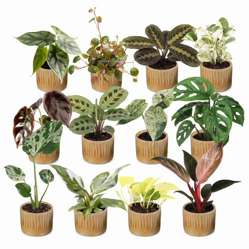 12× Verrassingsbox kamerplantjes incl. Linnea Honey – Ø6 cm, 5–15 cm hoog