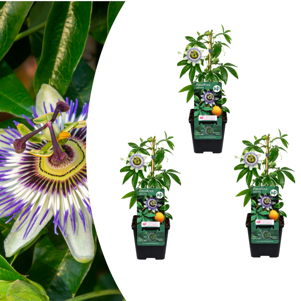 Passiflora caerulea (passiebloem) – 3 planten