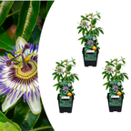 Passiflora caerulea (passiebloem) – 3 planten