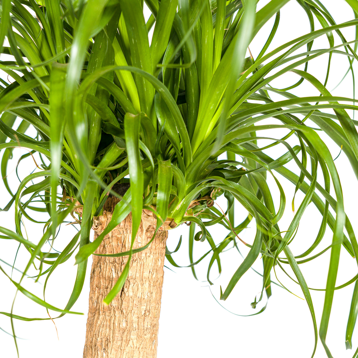 Beaucarnea recurvata Stam (olifantspoot) – Ø24 cm, 80–100 cm hoog