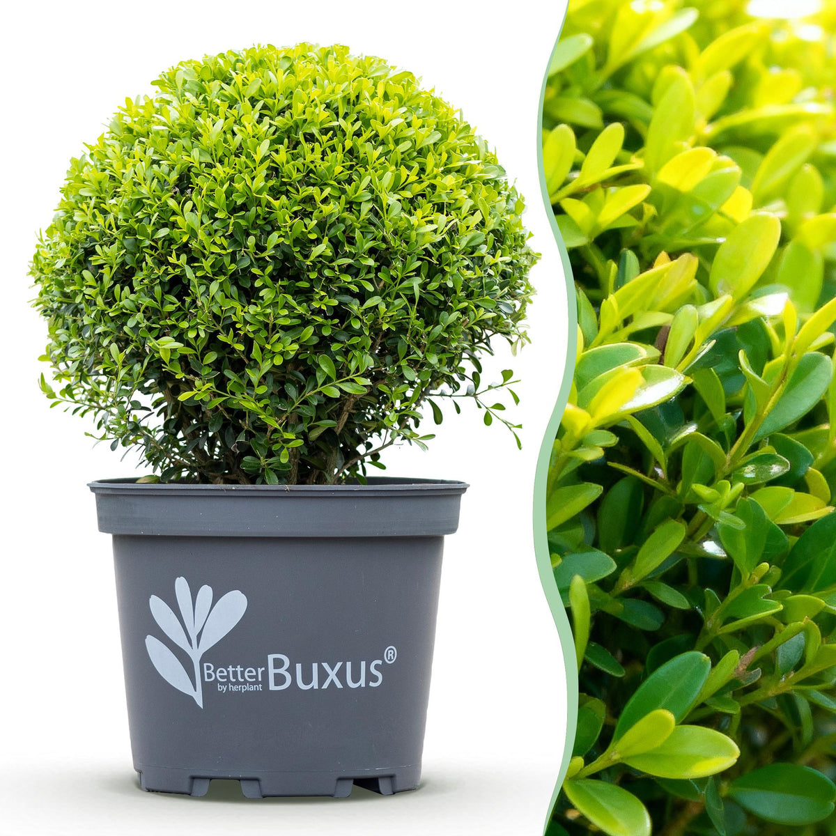 Buxus – 2 Pflanzen, Ø 26 cm, 30 cm hoch