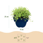 Thymus praecox 'Albiflorus' (thym rampant blanc) – 6 plants, Ø11 cm, 15–25 cm de haut