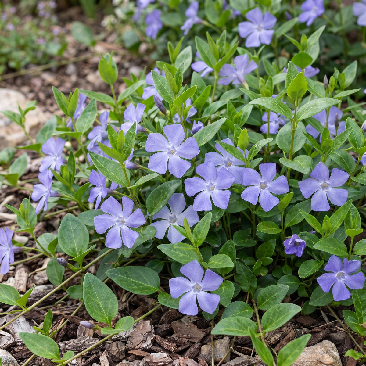 Vinca major (bigorewlier) – bleu – 12 plants, Ø11 cm, 15–25 cm de haut – photo 5