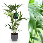 Howea forsteriana (Kentia palm) in grey decorative pot – Ø19 cm, 80–85 cm high