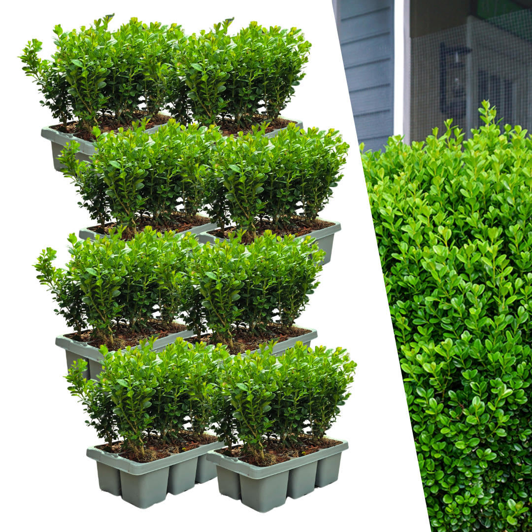 Buxus 'NewGen Freedom' – 48 Pflanzen, Ø 7 cm, 15 cm hoch