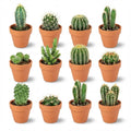 12× Mini Cactus Mix (Cactaceae) – Ø8 cm, 5–10 cm hoog
