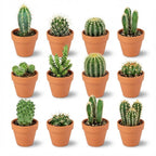 12× Mini Cactus Mix (Cactaceae) – Ø8 cm, 5–10 cm hoog