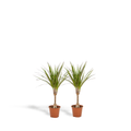 2× Dracaena (Drachenbaum) – Ø14 cm