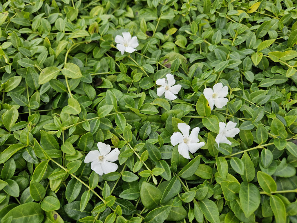 Vinca minor 'Gertrude Jekyll' (periwinkle) – 12 plants, Ø9 cm, 10–25 cm high