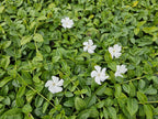 Vinca minor 'Gertrude Jekyll' (periwinkle) – 12 plants, Ø9 cm, 10–25 cm high