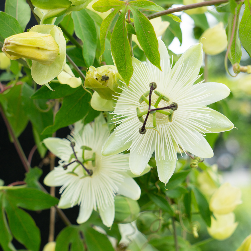 Passiflora caerulea 'Constance Elliott' (Passionsblume) – 6 Pflanzen – Bild 2