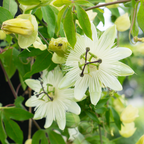Passiflora caerulea 'Constance Elliott' (Passionsblume) – 6 Pflanzen