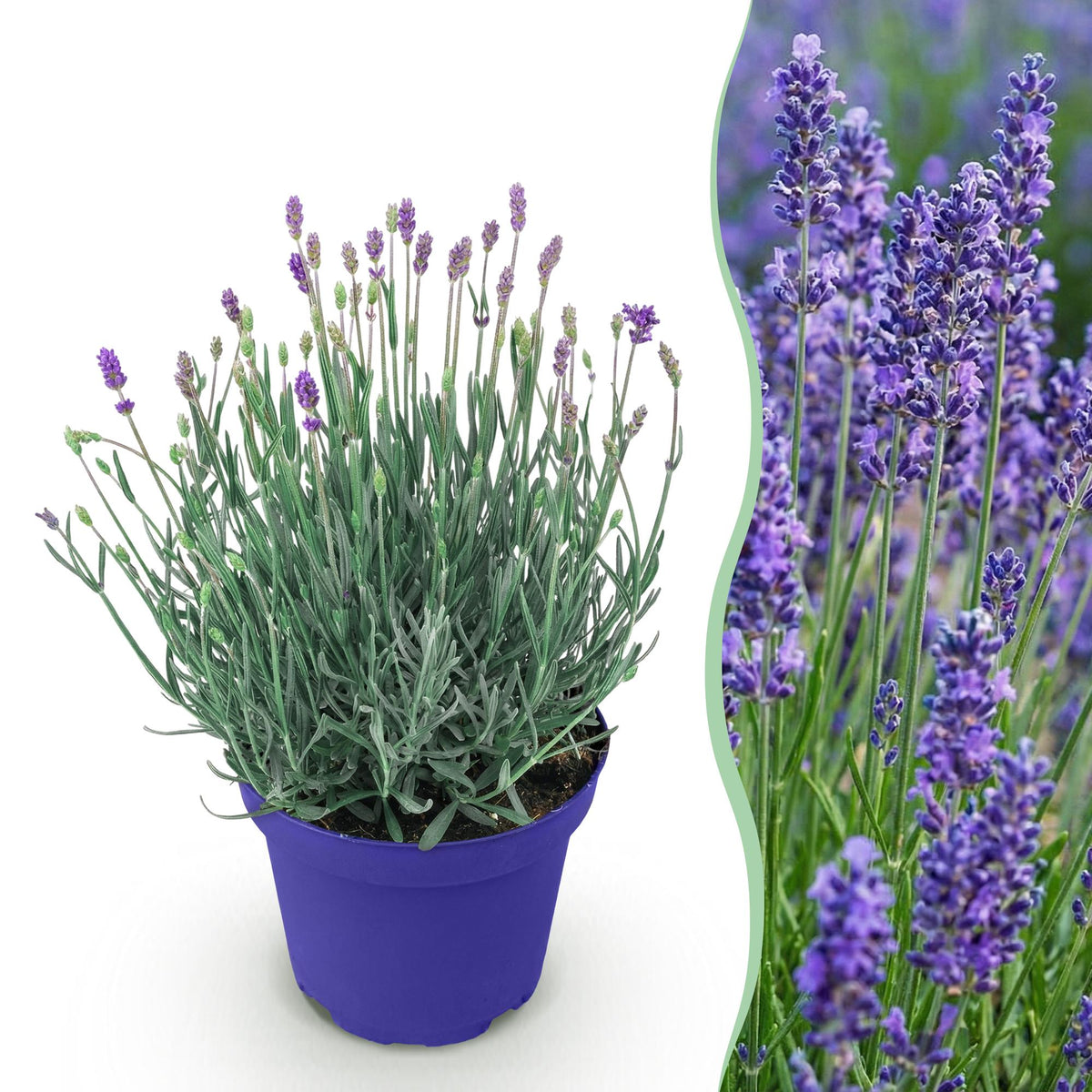Lavandula angustifolia 'Hidcote' (lavendel) – paars – Ø12 cm, 15–25 cm hoog