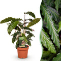 Calathea Rufibarba – Ø17 cm, 55–60 cm hög