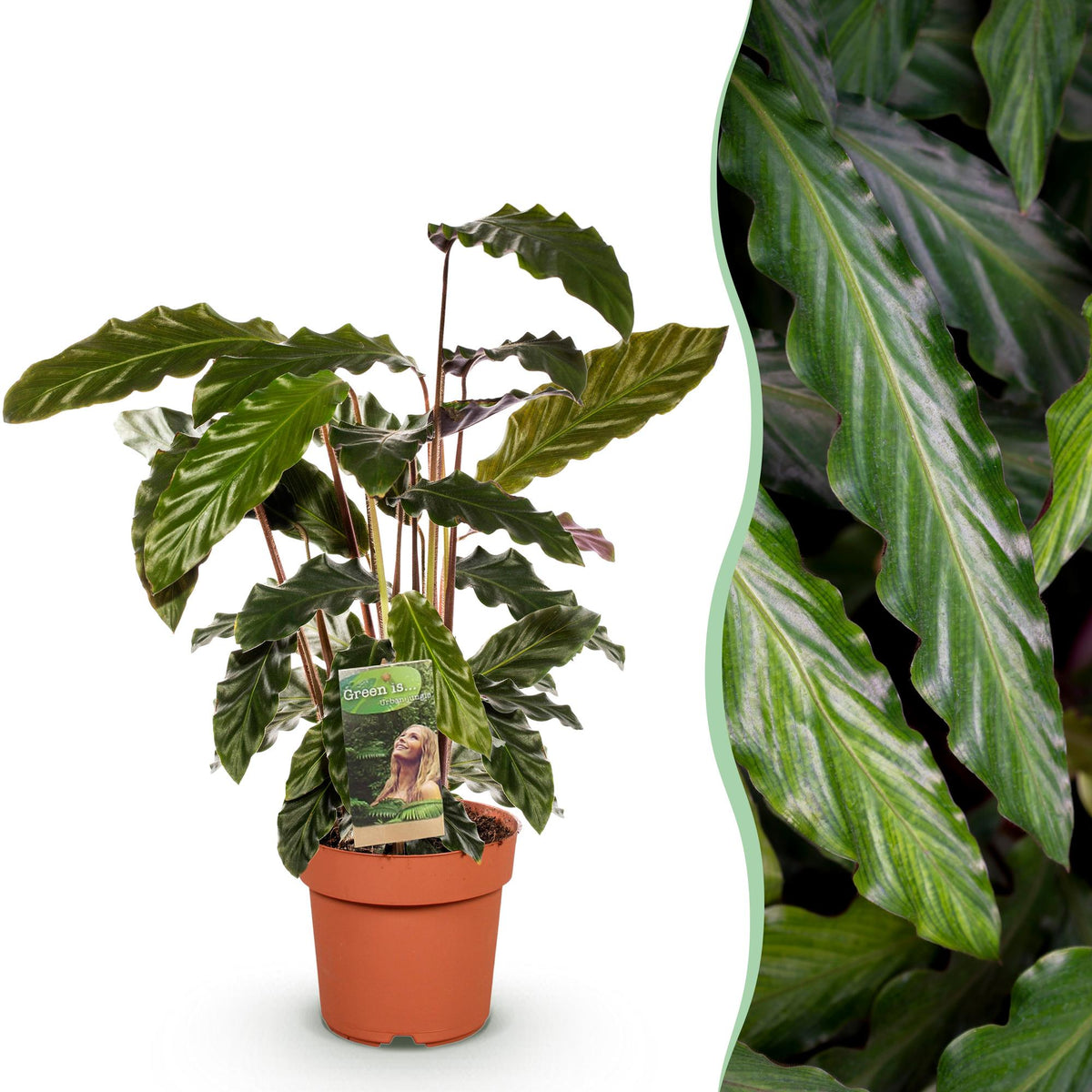 Calathea Rufibarba – Ø17 cm, 55–60 cm de haut