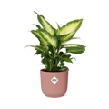 Dieffenbachia ‘Camilla’ in ELHO Vibes Fold 14cm roze – 35 cm hoog
