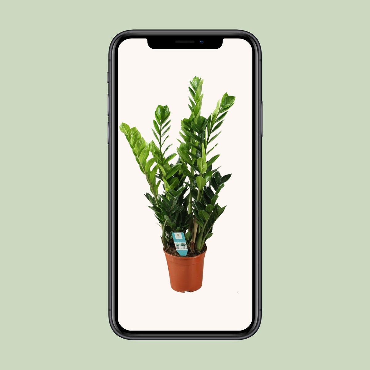 Zamioculcas (zz-plant) – Ø21 cm, 75 cm hoog – art. 22455