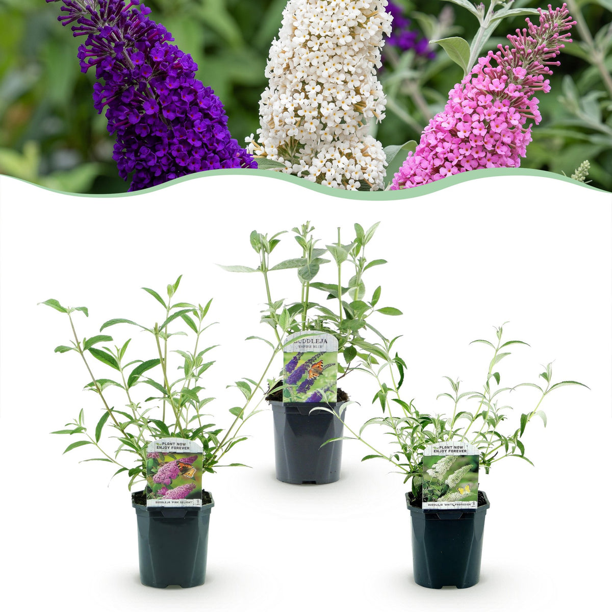 Buddleja davidii 'Tricolour' (vlinderstruik) – blauw-roze-wit – 3 planten, Ø17 cm, 45 cm hoog