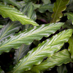 2× Calathea Rufibarba avec panier – Ø17 cm, 55–60 cm de haut