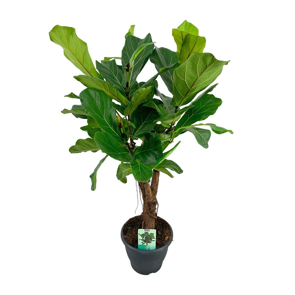 Ficus lyrata (Geigenfeige) – Ø 26 cm, 100 cm hoch