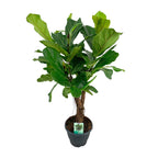 Ficus lyrata (Geigenfeige) – Ø 26 cm, 100 cm hoch