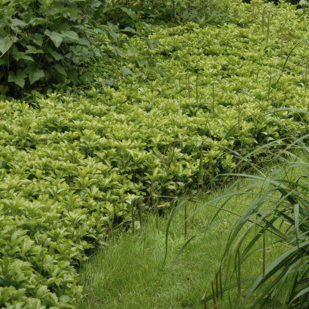 Pachysandra term. 'Green Carpet' (shade plant) – 60 plants, Ø9 cm, 10–25 cm high – photo 5