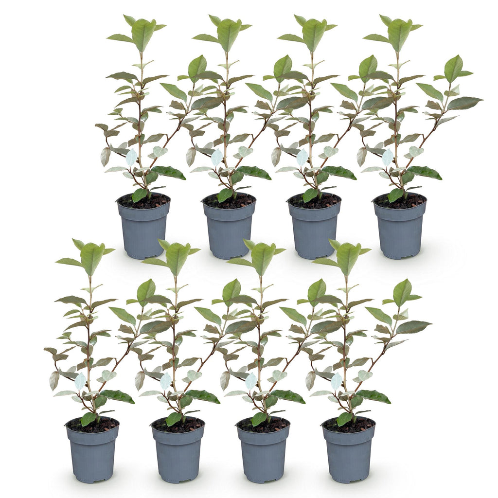 Elaeagnus ebbingei 'Compacta' (olivenpil) – 8 planter, Ø9 cm, 25–35 cm høje – billede 2