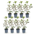 Elaeagnus ebbingei 'Compacta' (olivenpil) – 8 planter, Ø9 cm, 25–35 cm høje